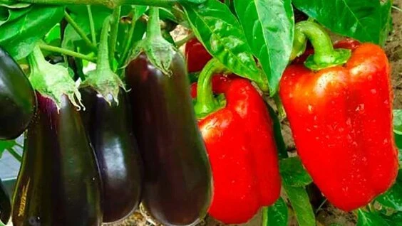 Перцы и баклажаны: пик плодоношения 🌶🍆