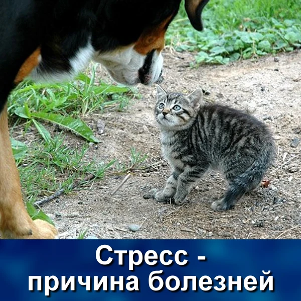 Давайте в подробностях рассмотрим стресс как причину аутоимунных проблем, в виде драмы в трех частях