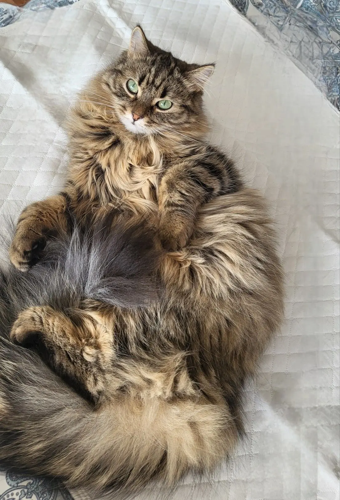 #КотикПодписчика 🥰