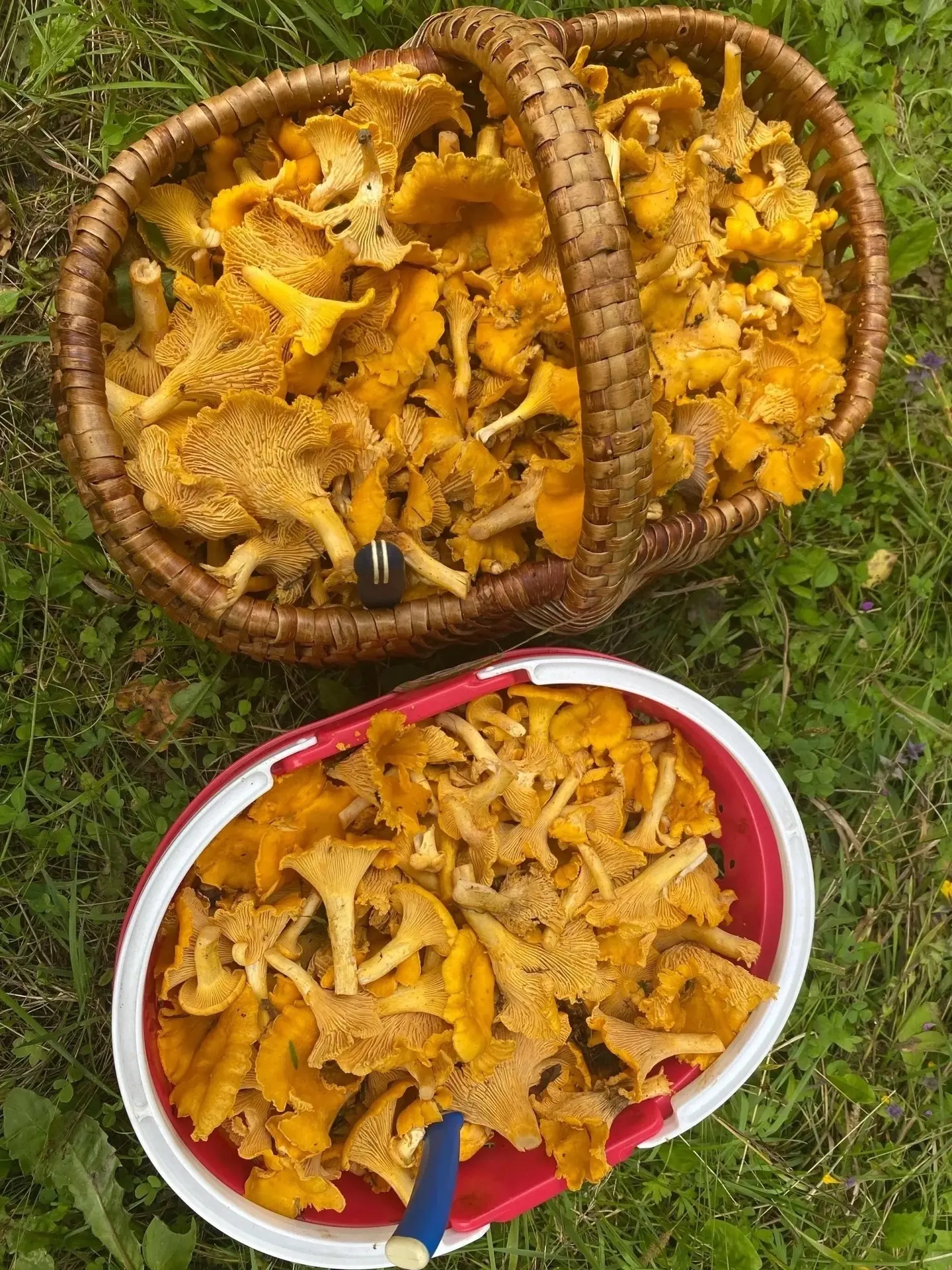 🍄 Владимирские леса пошли на урожай