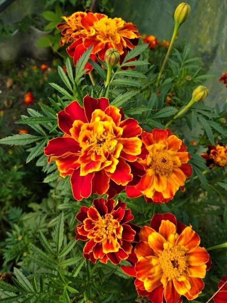 🧡🧡🧡