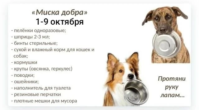 🐰4-е октября - День защиты животных.