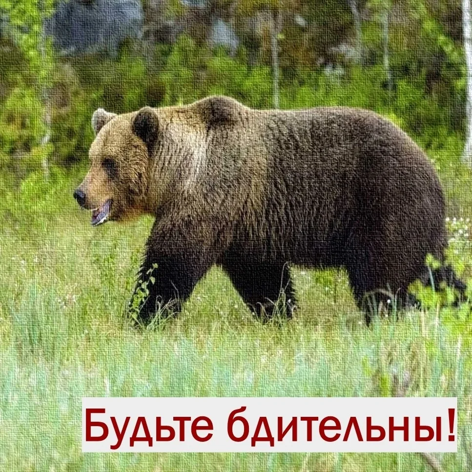 ❗🐻Внимание! Вблизи Куйбышевского района возможно нахождение медведей