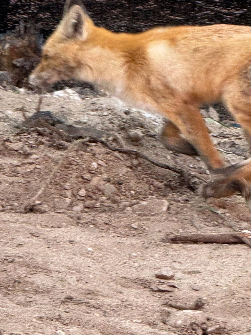 Был замечен на Автотранспортном переулке 🦊 🦊 🦊
