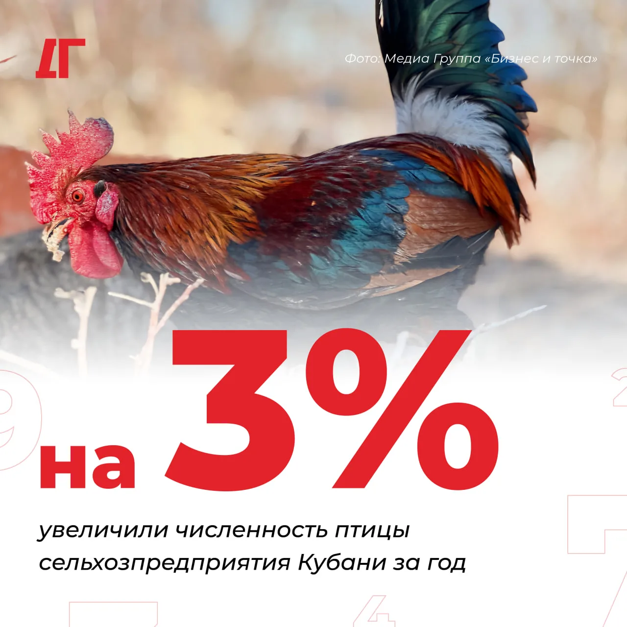 Сельхозпредприятия Кубани за год увеличили численность птицы на 3%