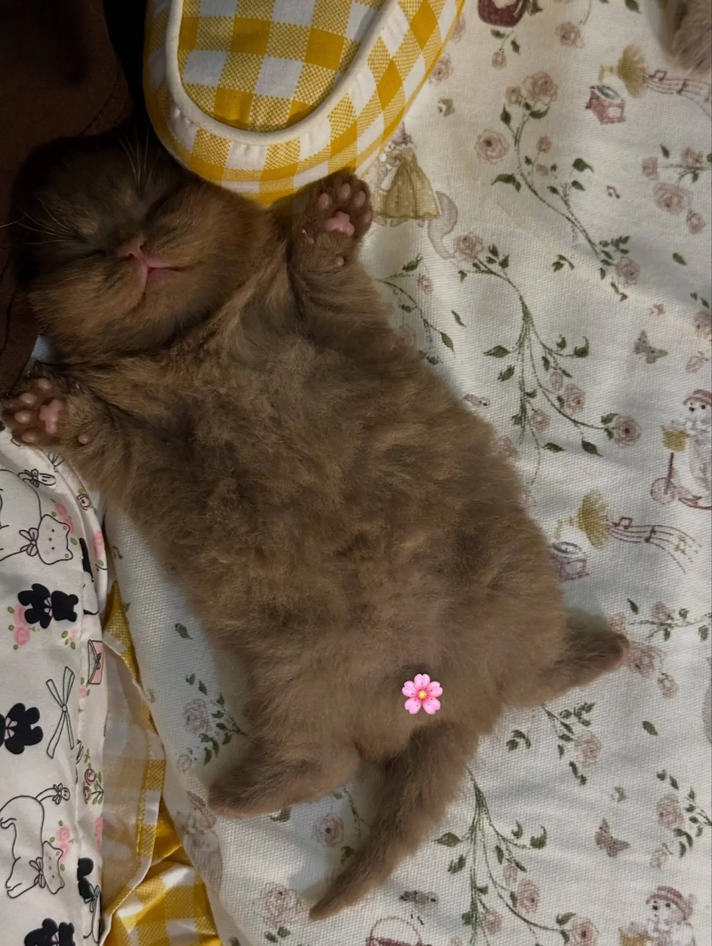 Слатких чоколадных снов :3