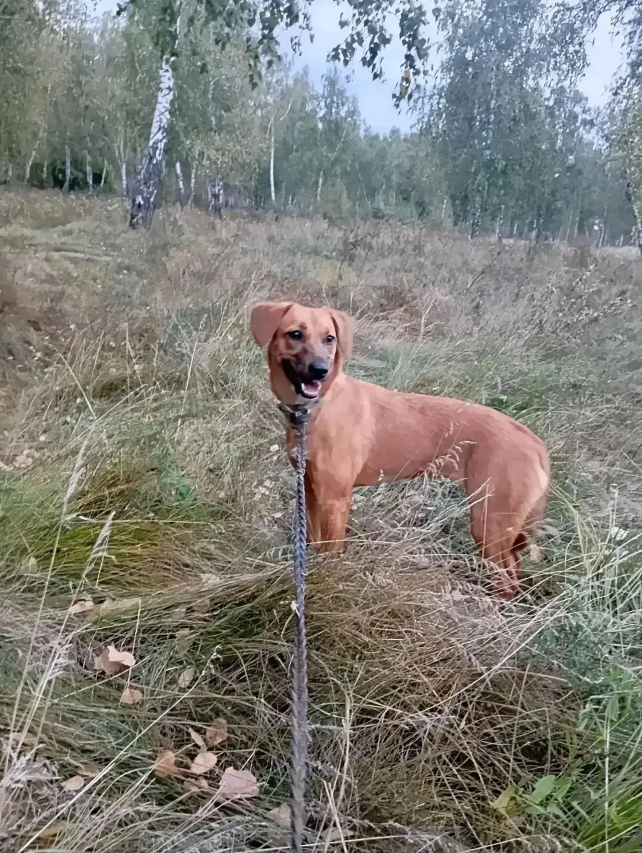 В ЕГО ГЛАЗАХ БОЛЬШЕ НЕТ НАДЕЖДЫ 💔