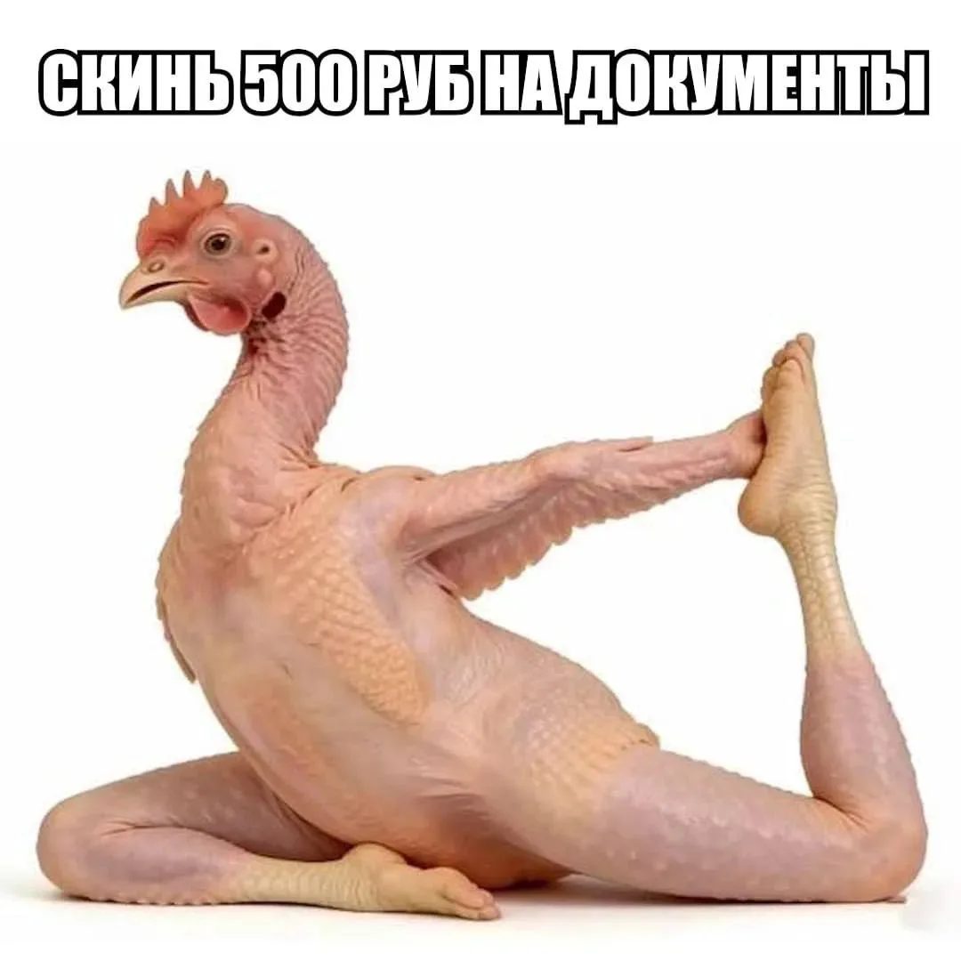 🐔Куры и петухи, разворачивайтесь из МФЦ — обязательную регистрацию домашней птицы хотя...
