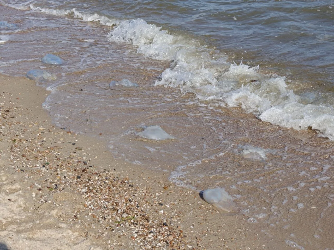 🌊  Ученые из Севастополя изучат Азовское море
