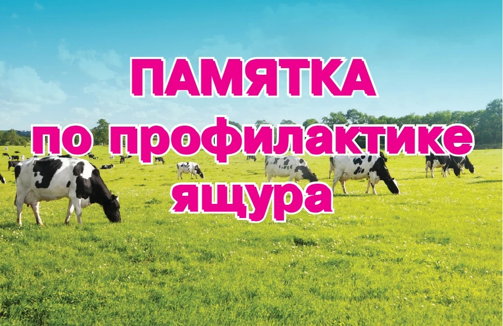 ПАМЯТКА НАСЕЛЕНИЮ ПО ПРОФИЛАКТИКЕ ЯЩУРА ЖИВОТНЫХ