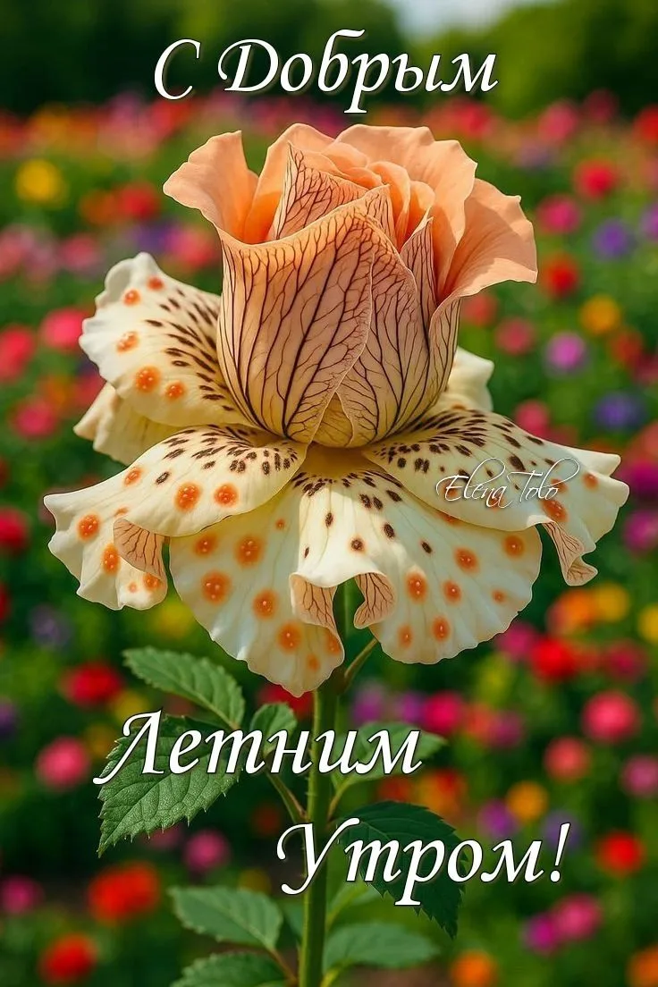 🌞🎉 Чудесного утра! Везения и хорошего настроения!