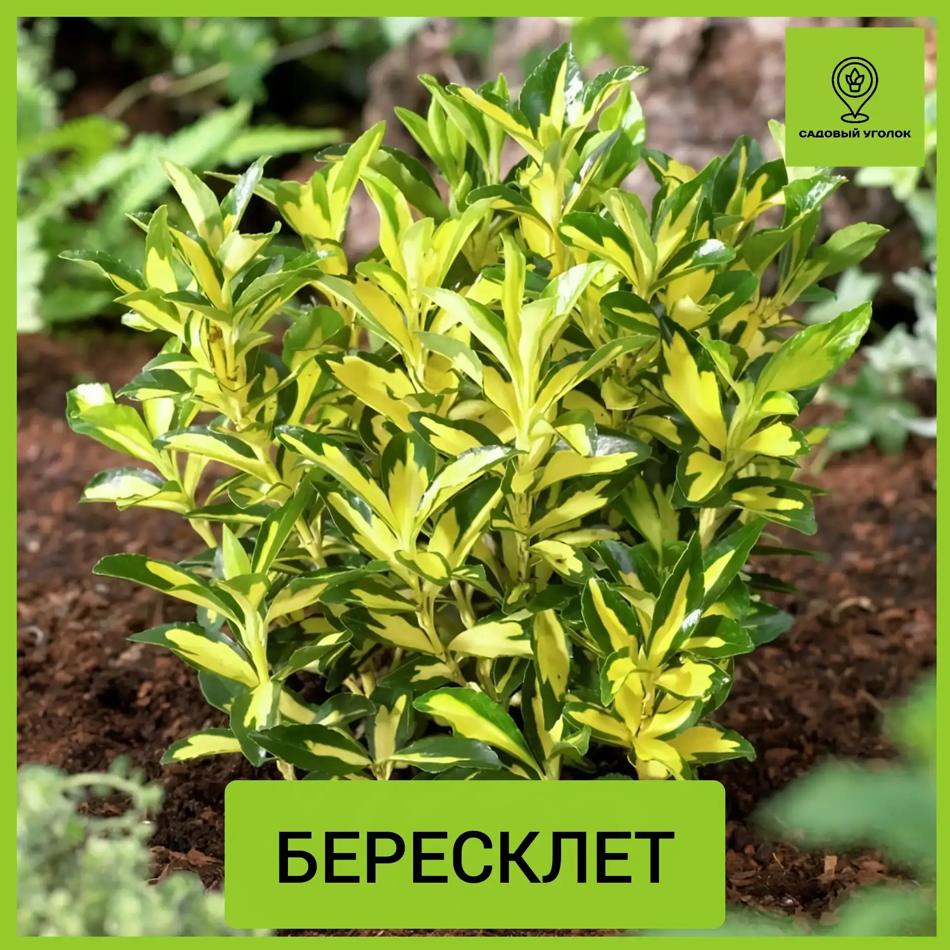 Фото и описание