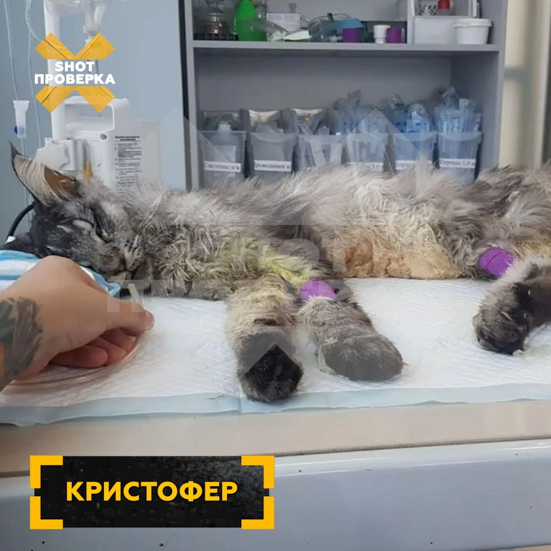 ⚡️ На вакцину для кошек «Мультифел», которую выпускает производитель «Мультикана», масс...