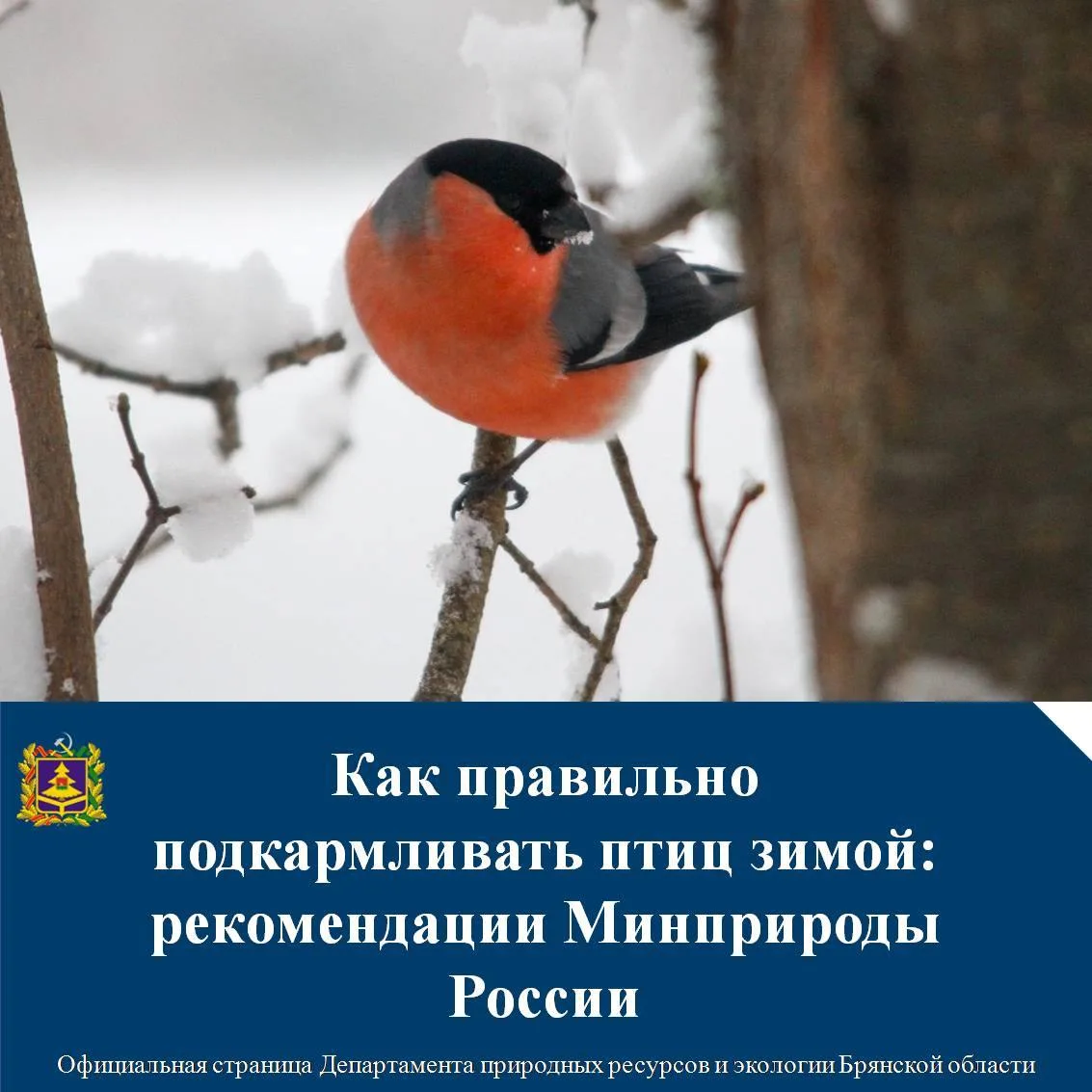 Как правильно подкармливать птиц зимой: рекомендации Минприроды России