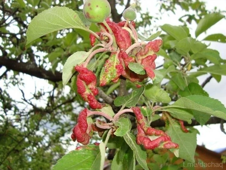 ПОЧЕМУ ПОКРАСНЕЛИ ЛИСТЬЯ У ЯБЛОНИ 🍎

Листья яблони повреждены красногалловой яблонной тлей. Она пор