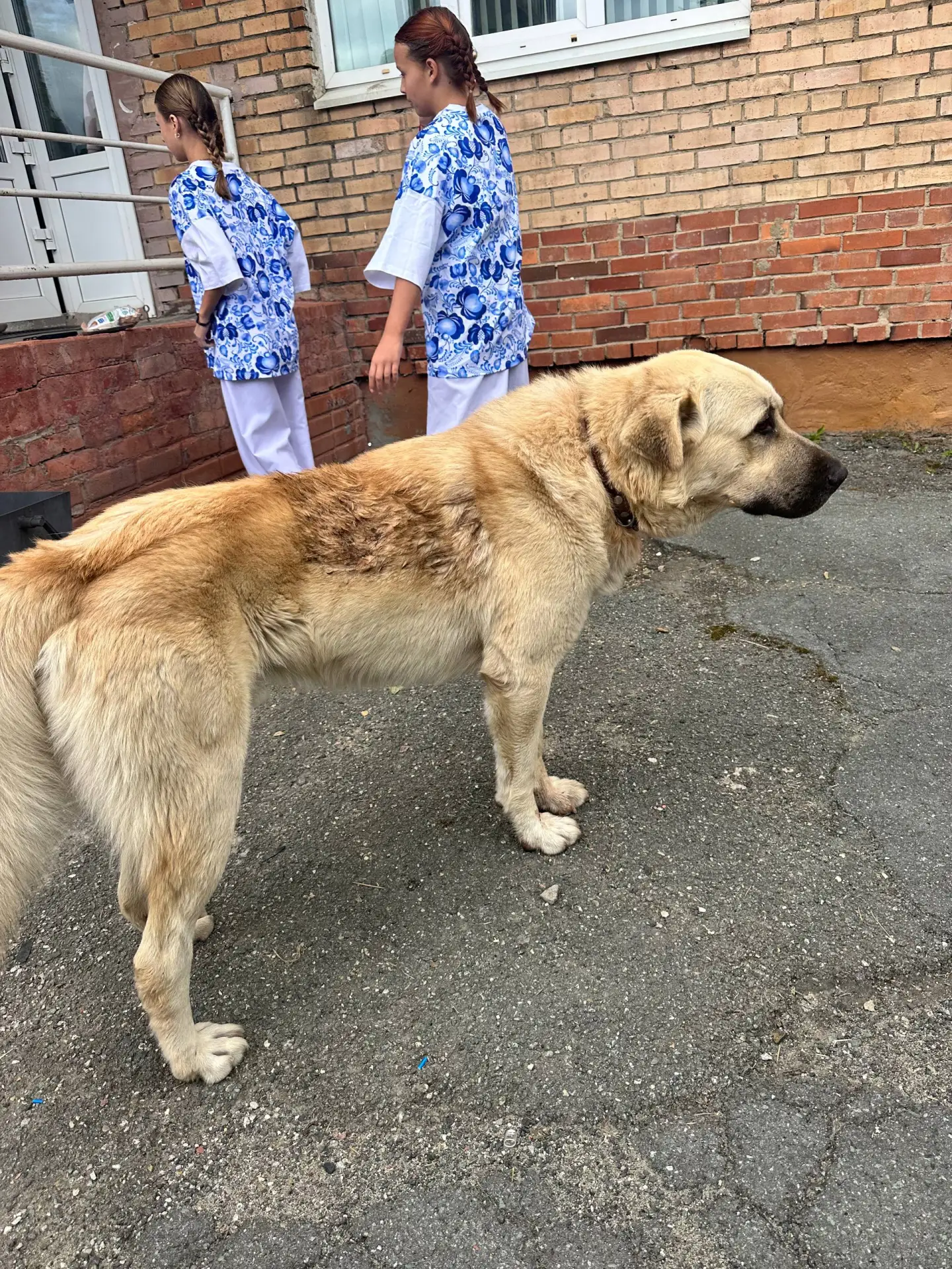На площади с.Вольно-Надеждинское гуляет собака! Сейчас тут праздник и много детей, по в...