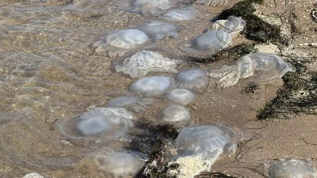 Ядовитые медузы заполонили Азовское море. Второй раз за месяц они отпугивают туристов о...