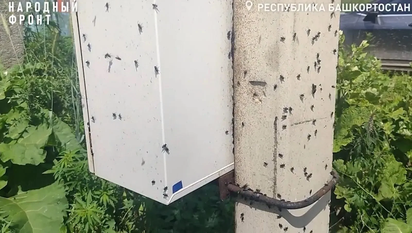 ♦️ Жители Стерлитамака пожаловались на вонь и нашествие мух в Народный фронт

По просьбе жителей общ