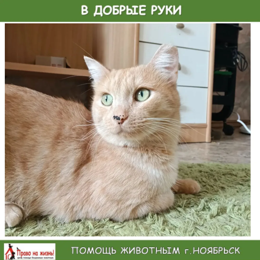 В ДОБРЫЕ РУКИ
