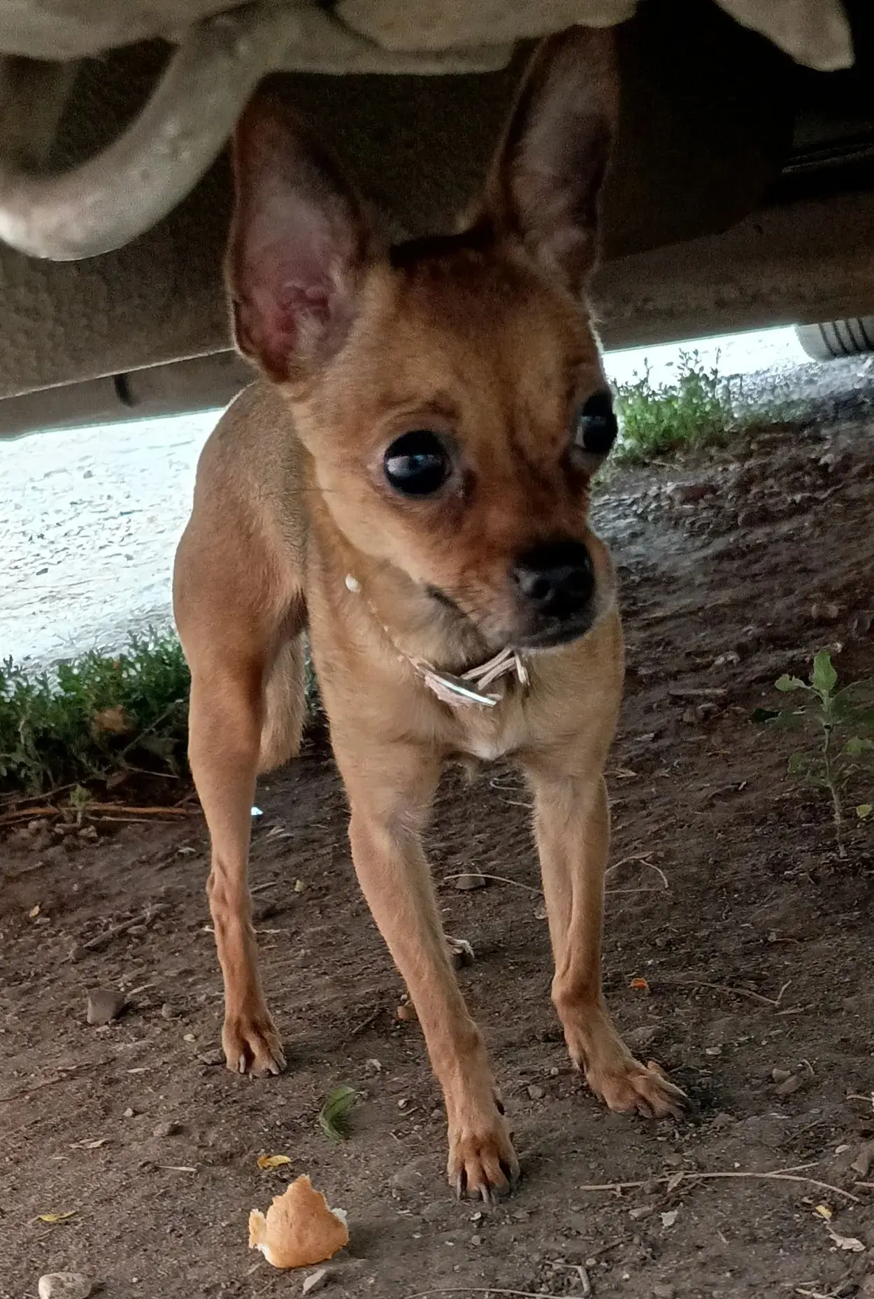 🐶 КМР, кто потерял малыша?