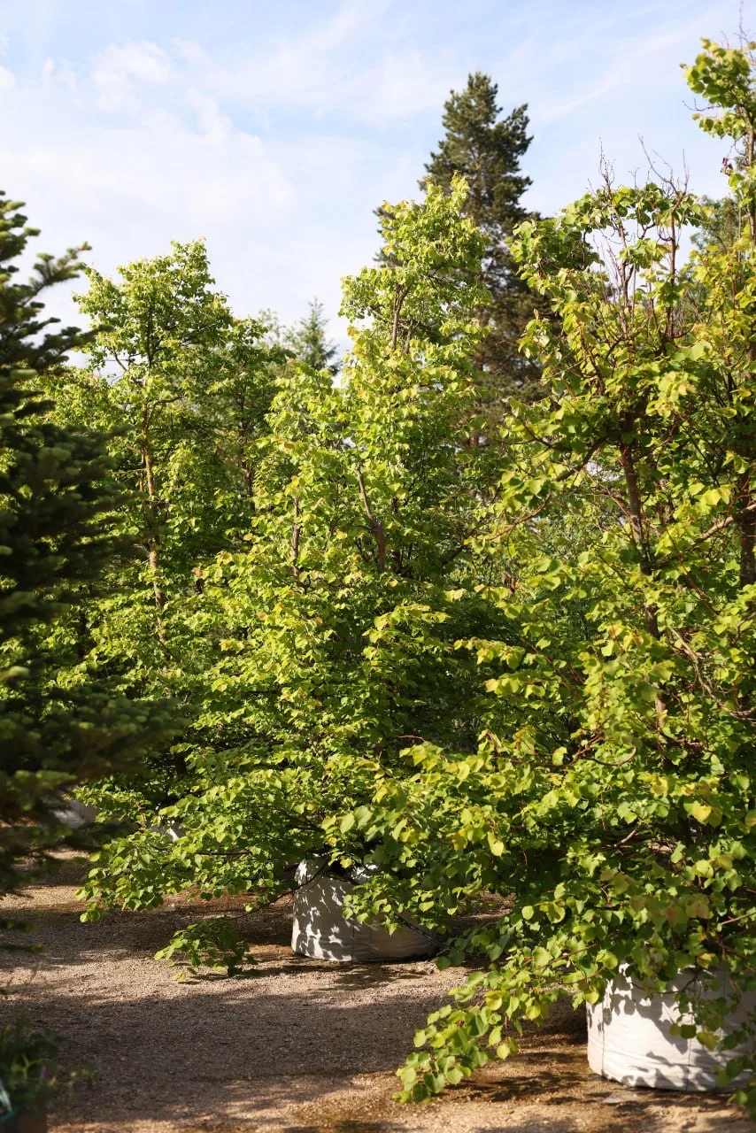 Липа мелколистная «Винтер Оранж» (Tilia cordata ‘Winter Orange’)

Это декоративный сорт липы. Молоды
