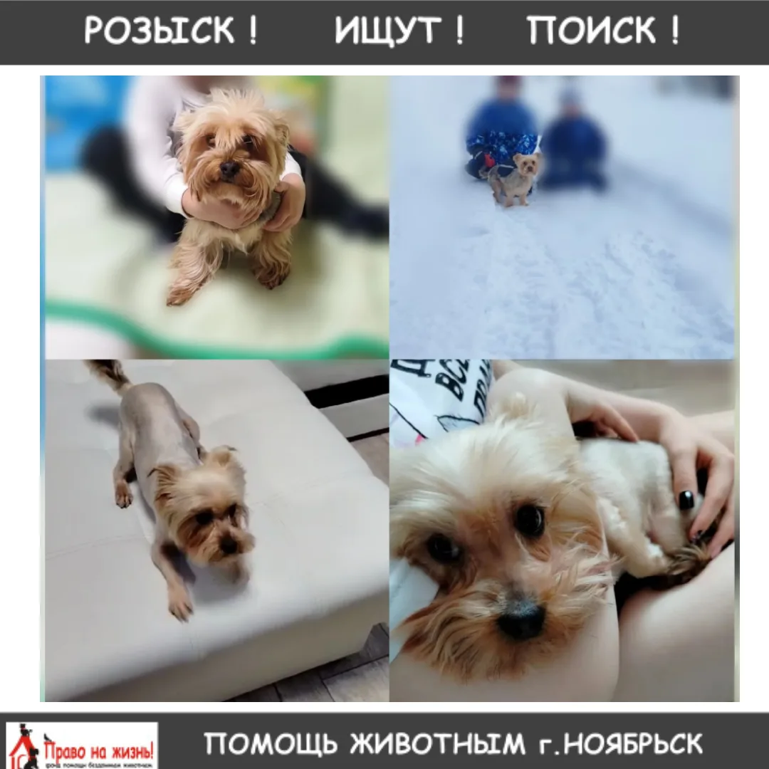 Розыск! В посёлке МК-102 пропала собака породы йоркширский терьер по кличке Боня. Пожалуйста, если в