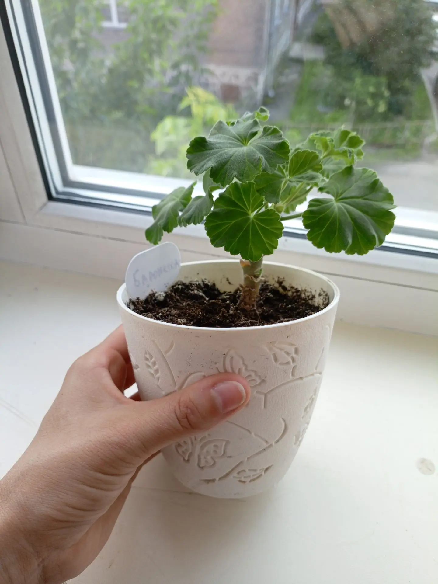 Про пересадку ☘️