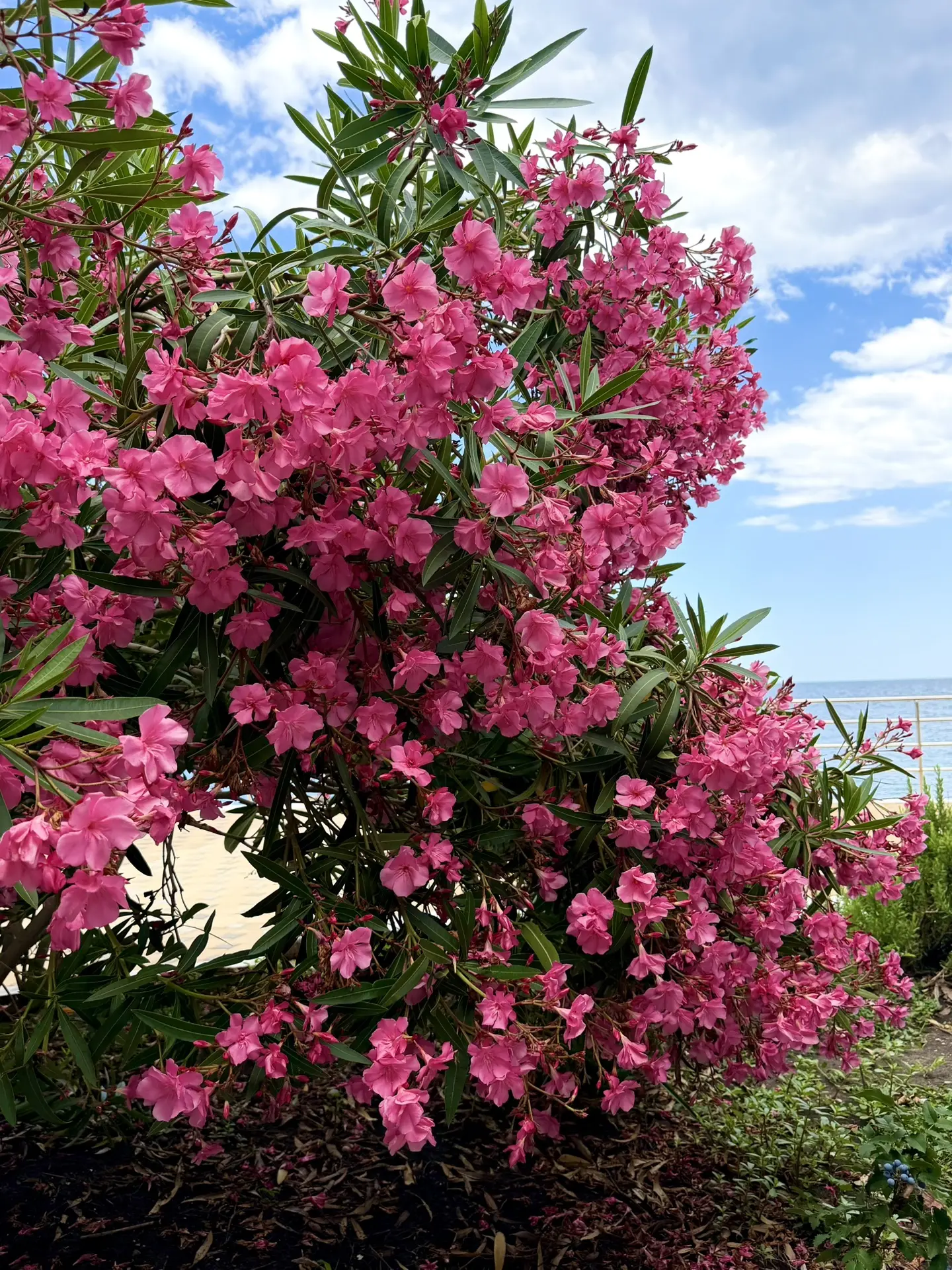 Олеандр в Алуште

🌸 Олеандр - символ курортов и южных регионов. Растет в субтропическом климате и ч