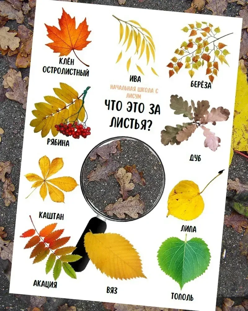 🍂 Прогулка с ребёнком — это не просто шаг за шагом, а целое приключение!