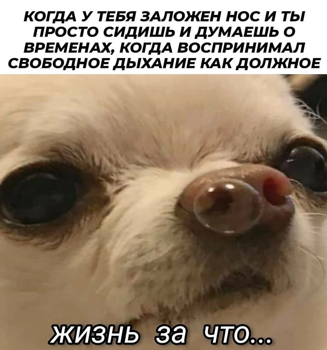 🤧 Заложенный нос - частый атрибут осени