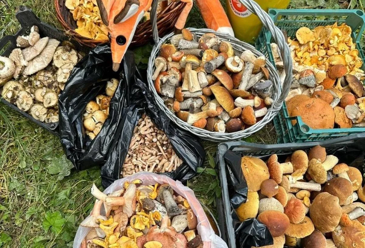 🍄‍🟫Грибной сезон начнется в Москве и Подмосковье на следующей неделе.