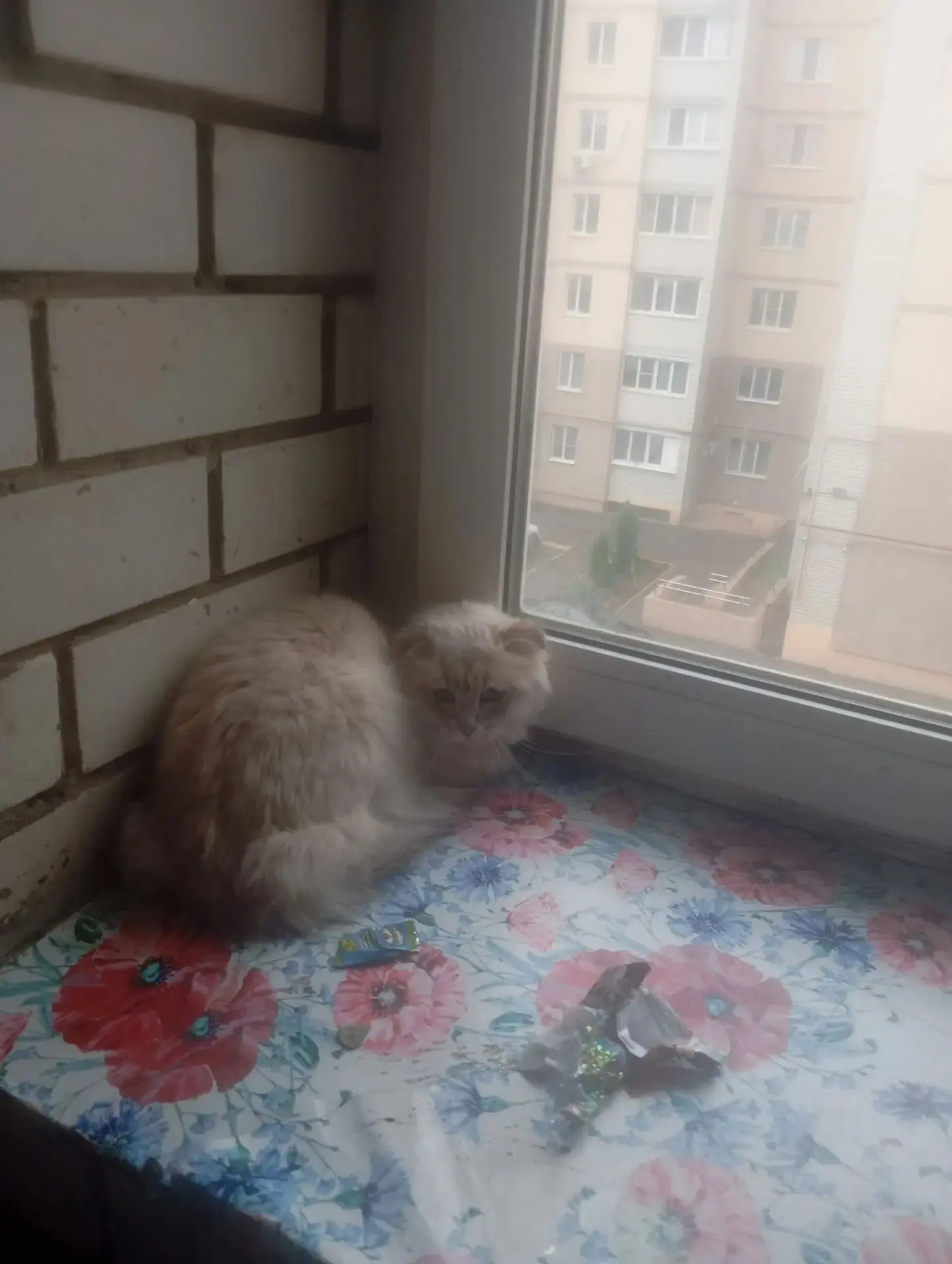 Найдена кошка на Лисина 11. +79626178669