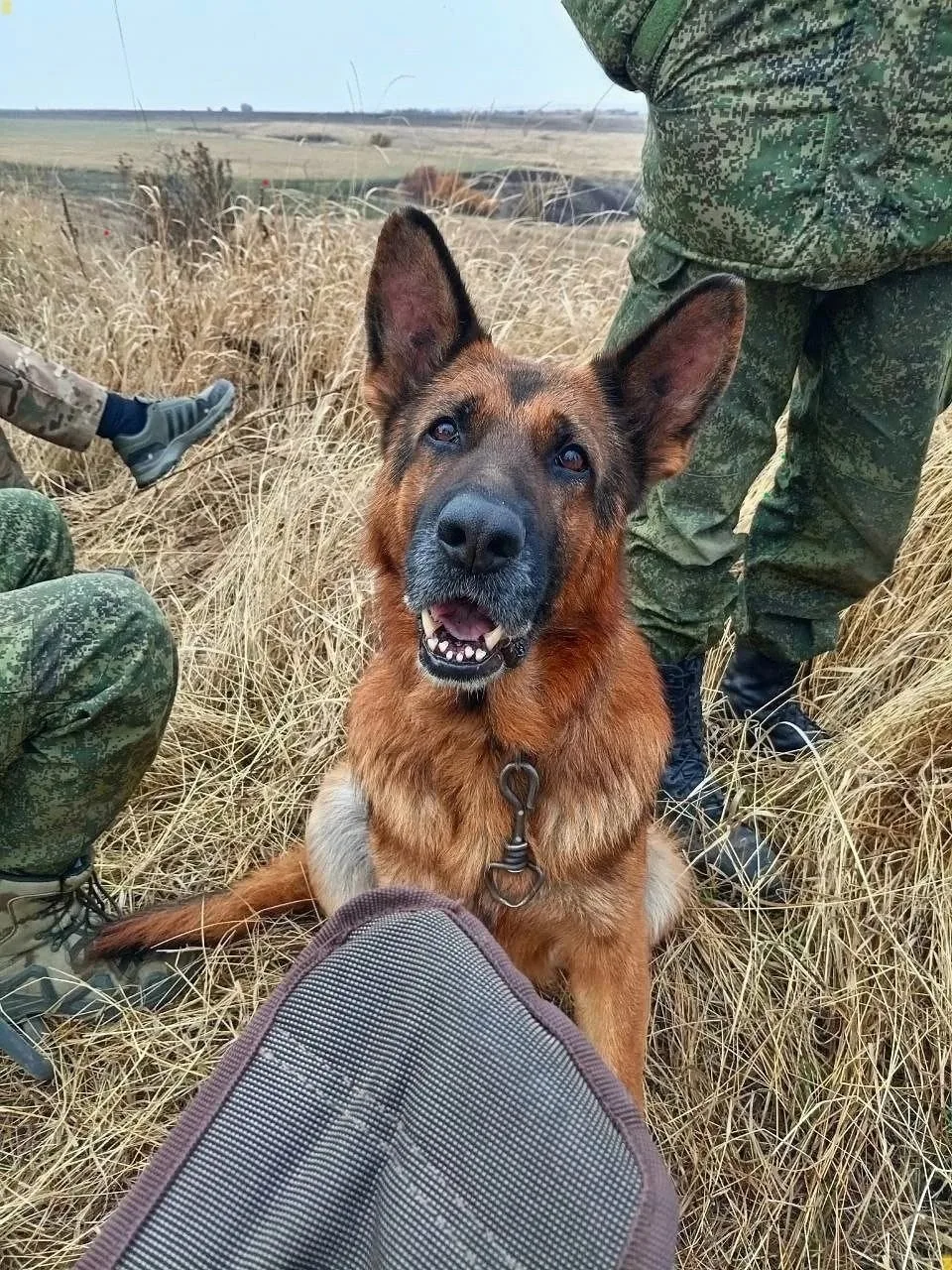 А вот и боевой товарищ на четырёх лапах! Сидит, уши торчком, глаза умные-умные 🐾