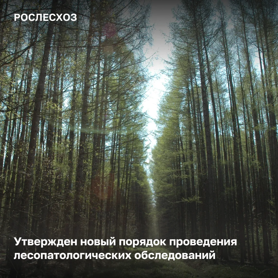 📆 С 1 сентября 2026 года вступает в силу новый Порядок проведения лесопатологических о...
