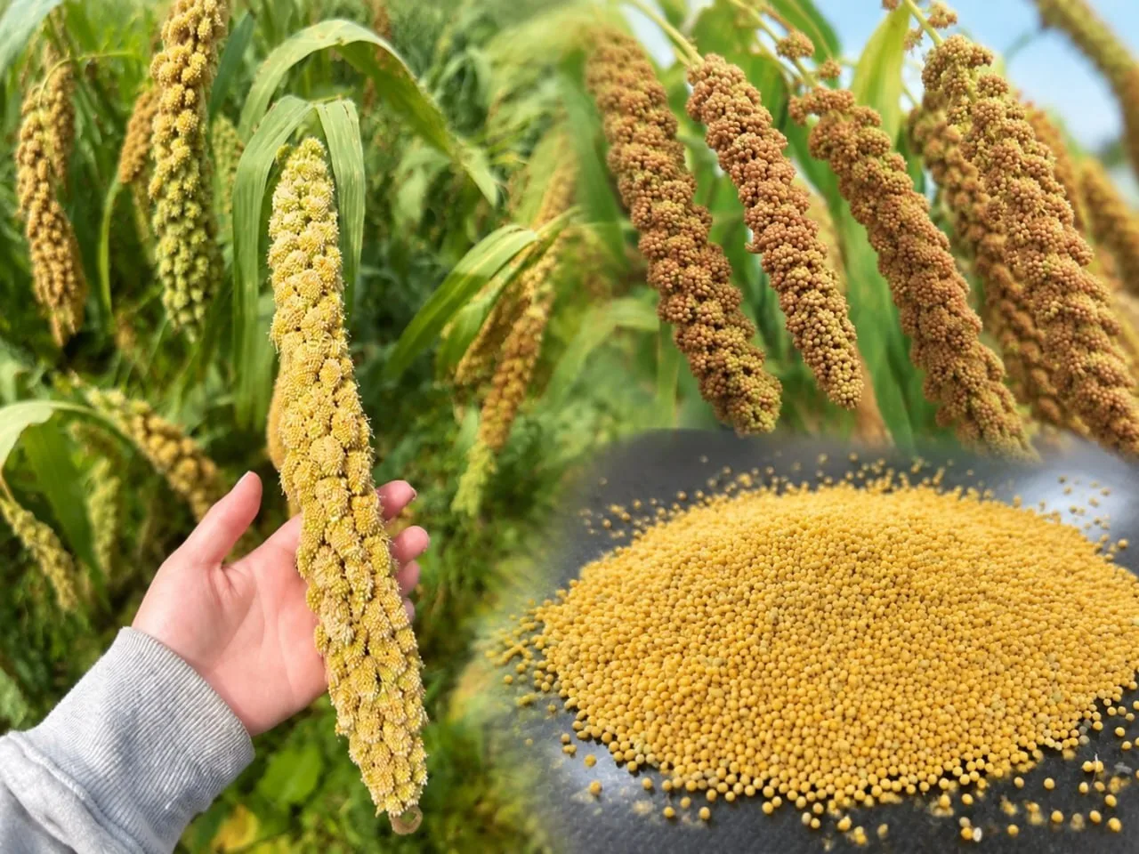 🌾Впервые исследовали партию зерна чумизы для пищевых целей на Ставрополье