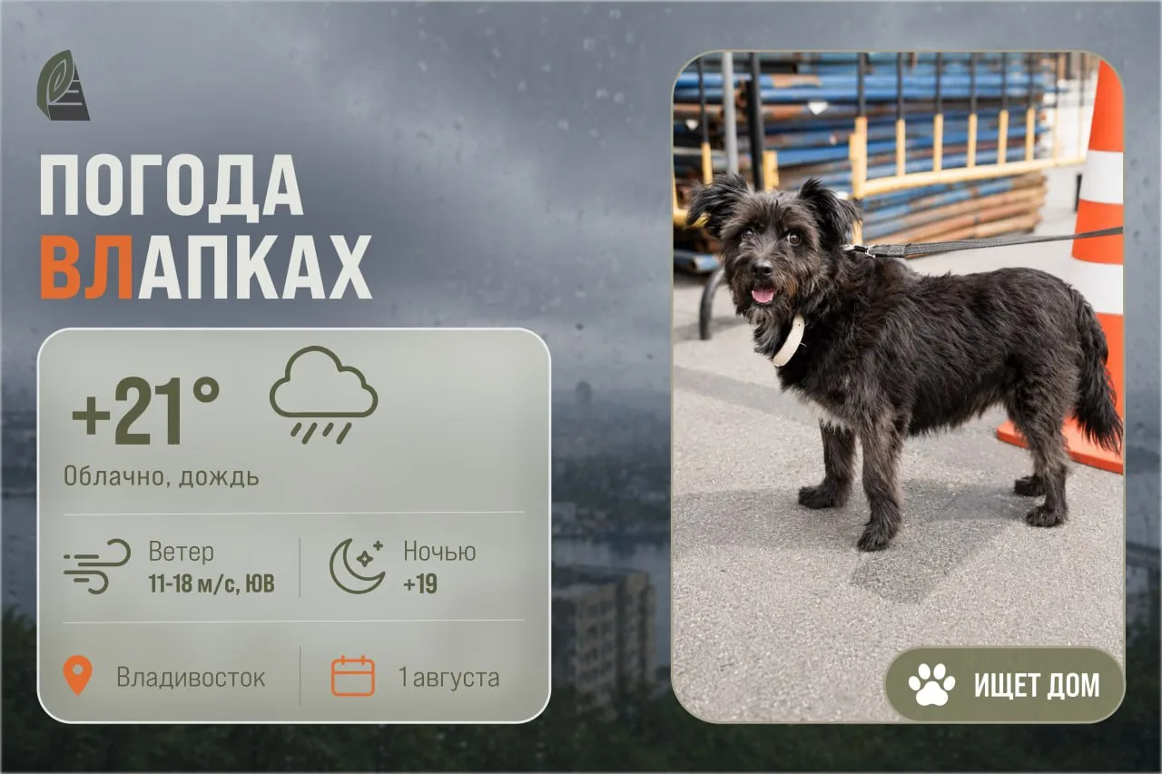 #ПогодаВЛапках

☁️ Облачно, небольшой дождь.

Знакомьтесь, это Вита – домашняя собака-компаньон. Ей 