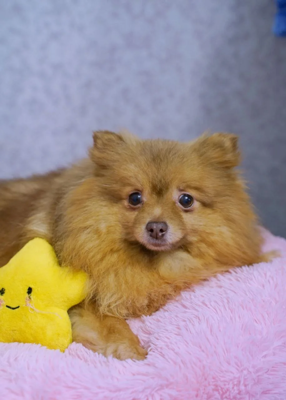 Ищет дом Акация из Домика Мелкашей Балашиха 🌠   Пол:  девочка, стерилизована Возраст: примерно 4 год