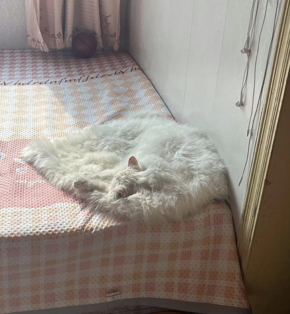 Извините, у вас там кот растаял, с солнца уберите.