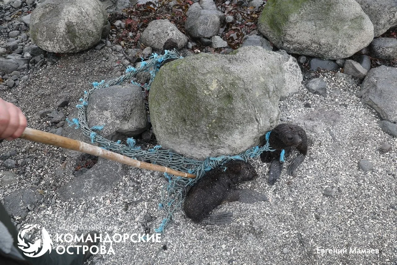 На Командорских островах спасли трёх детёнышей северного морского котика 🦭