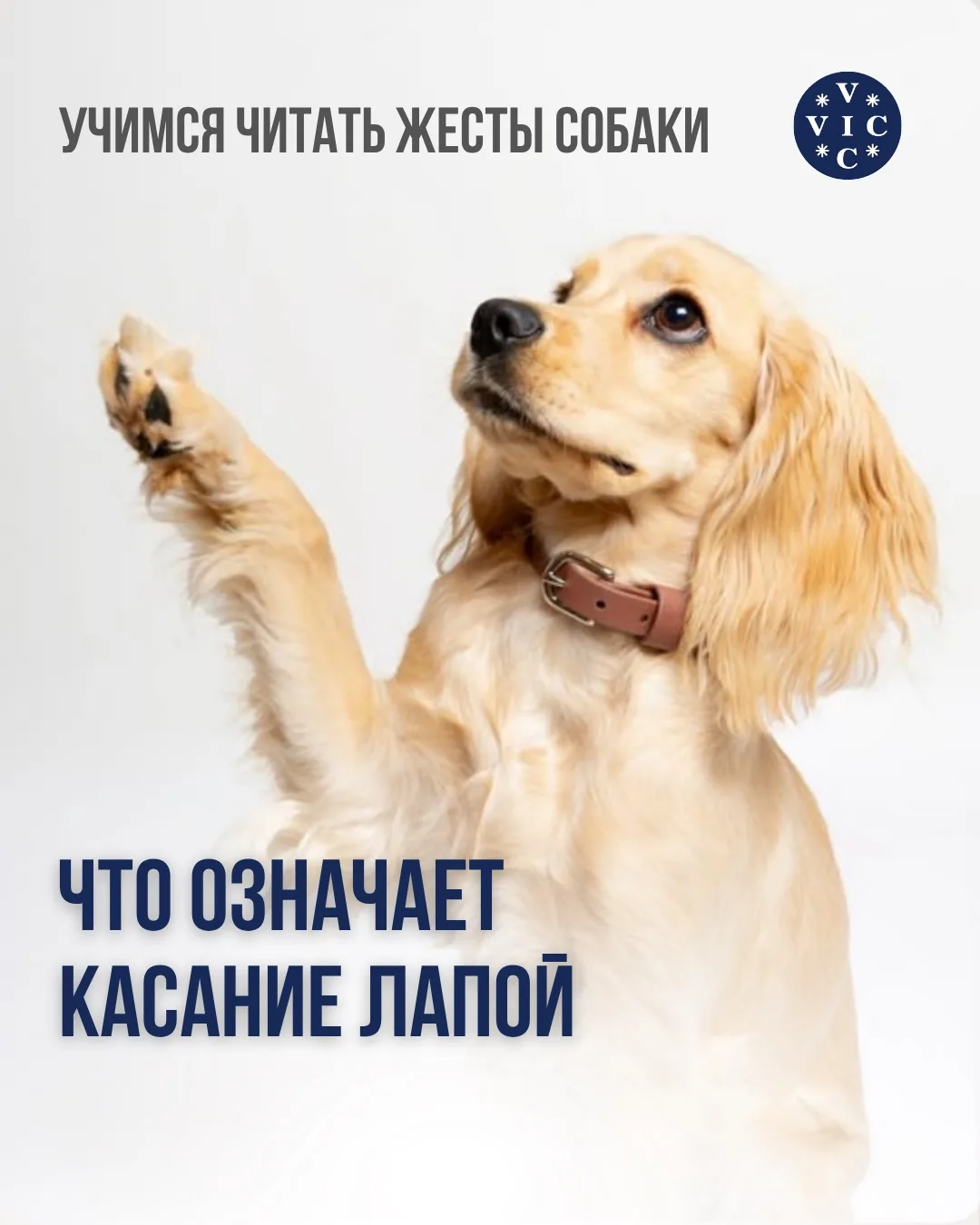 Важно учитывать контекст: положение ушей, хвоста, общее напряжение тела. Если собака жм...