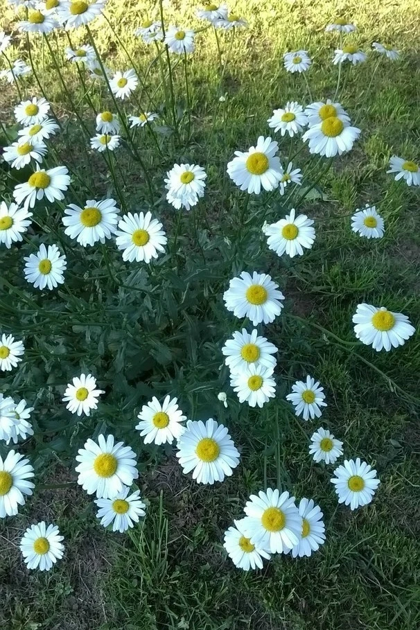 Люблю лето!