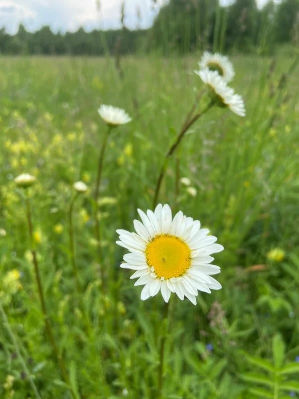 🍀🌼🍀Краски июня