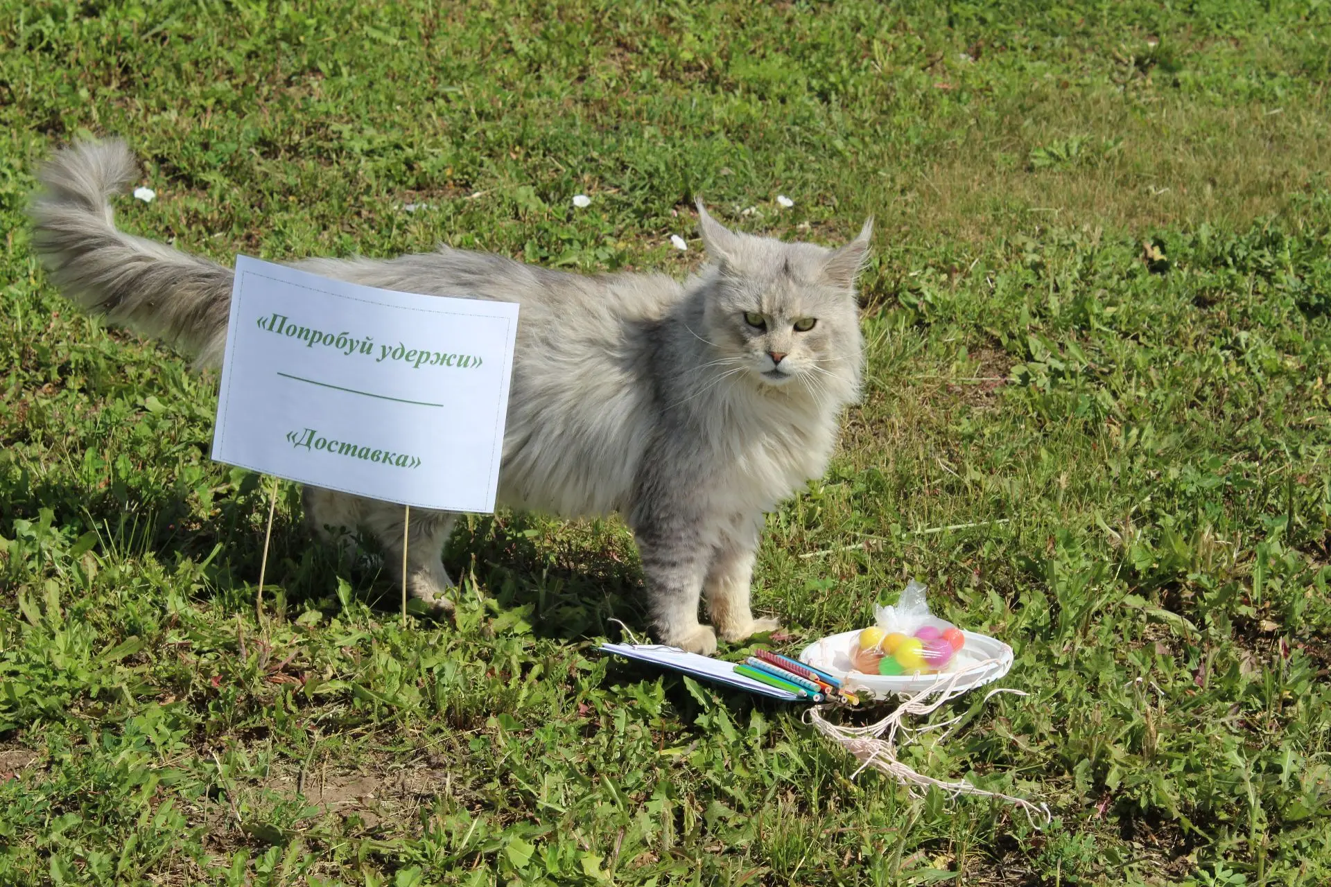 ☀️Мейн-кун – наш неофициальный участник «Маршрута успеха»!

Сегодня на Летней школе молодого педагог