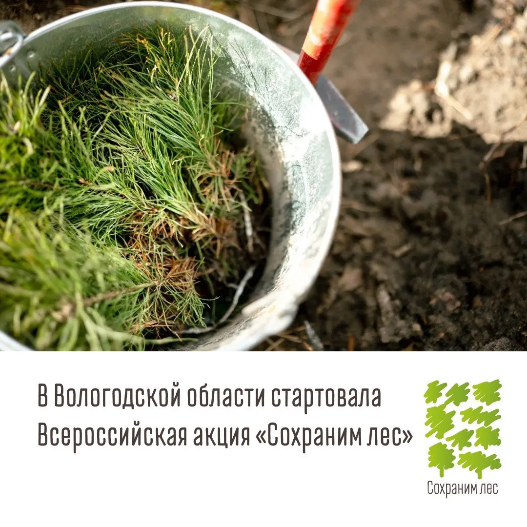 🌱 Вологодская область пополнится 200 тысячами новых деревьев в рамках акции «Сохраним ...