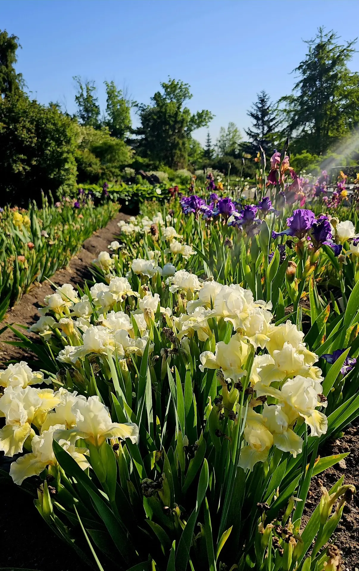 🌸🪻 Ботанический сад встречает финальный день весны сочными красками