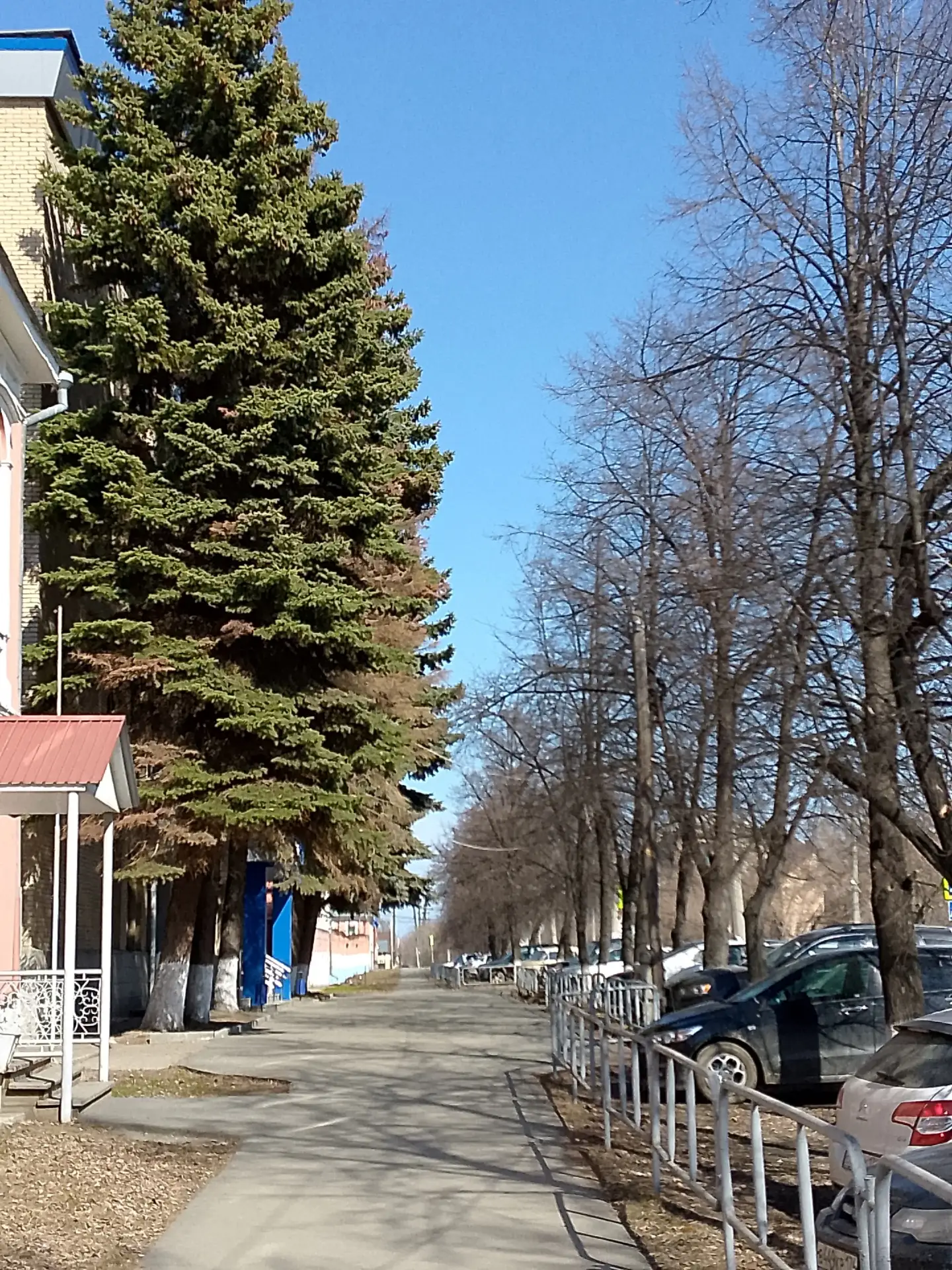 Спилили эти елочки- под самый корешок.
