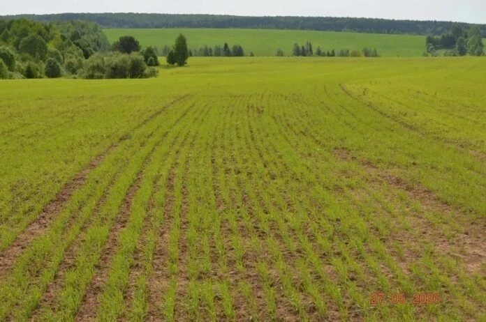 В Юсьвинском округе завершена посевная кампания