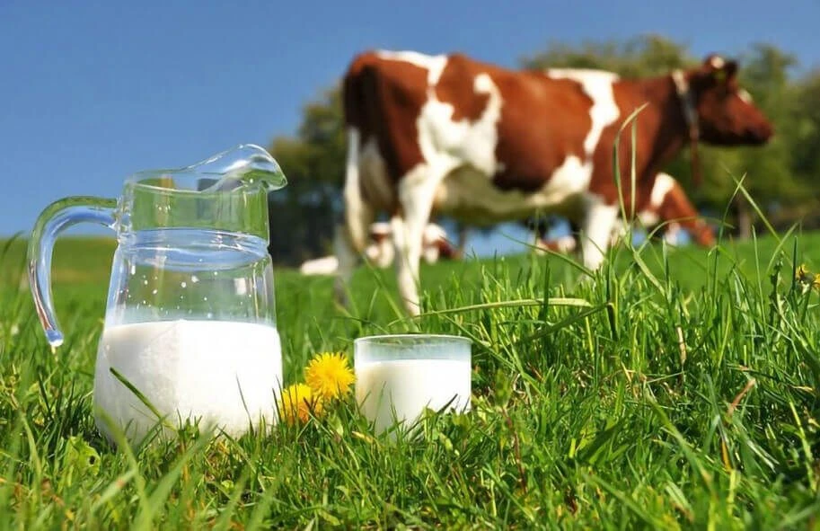 Гормоны на износ: как высокие удои ломают репродукцию стада
