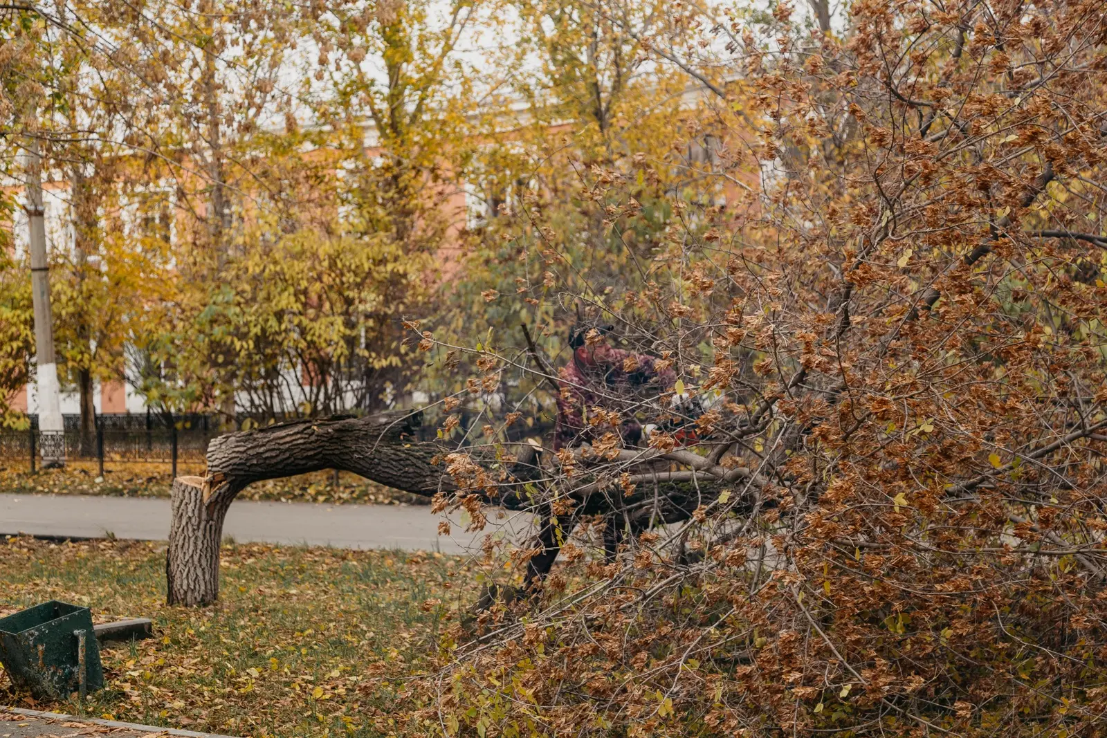На будущей аллее в честь 85-летия Коркино выкорчевывают старые деревья