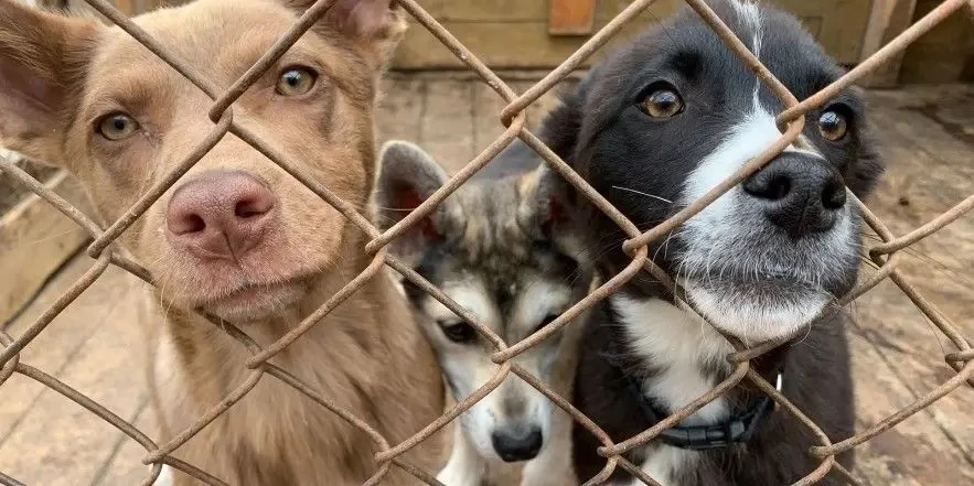Дом для верных друзей 🐕❤️